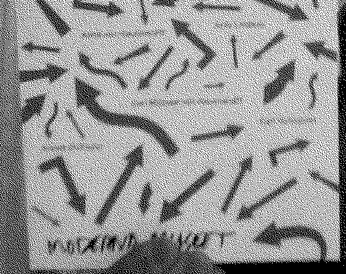 Innleder prosjekt om situasjonistbevegelsen