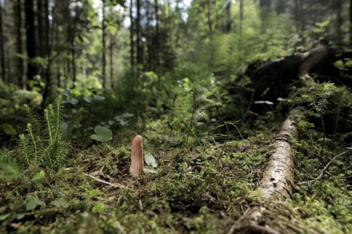 – Kunsten et stadig viktigere korrektiv