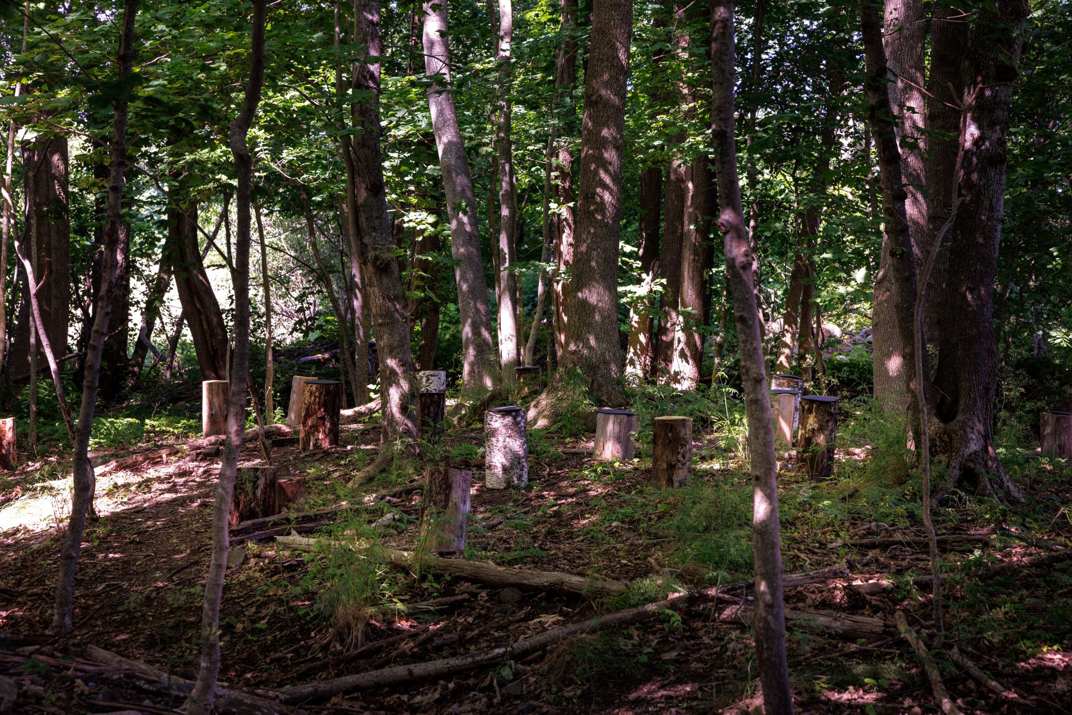 The Forest Is Not What It Seems